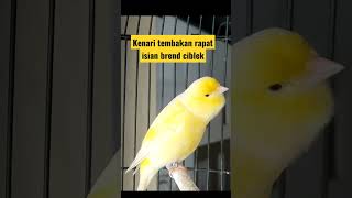 Download lagu KENARI ISIAN TEMBAKAN BREND CIBLEK mp3 Download lagu KENARI ISIAN TEMBAKAN BREND CIBLEK mp3