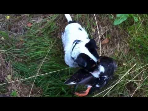 Parson russell terrier hunting training – bringing wild ducks from the water