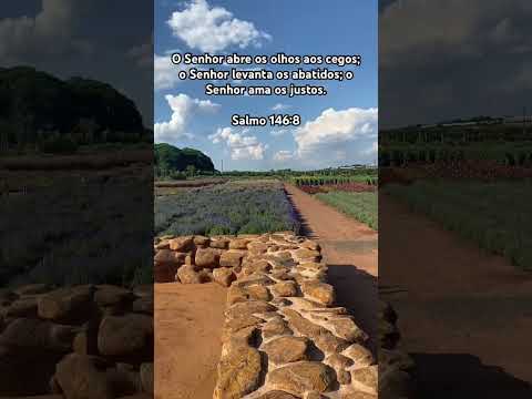 Macena Flores, Holambra/SP #holambra #macenaflores #shorts #shortsvideo #shortsvideos #saopaulo