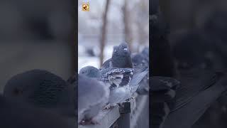 Dove Sounds (Soft Cooing on a City Park Fence)
