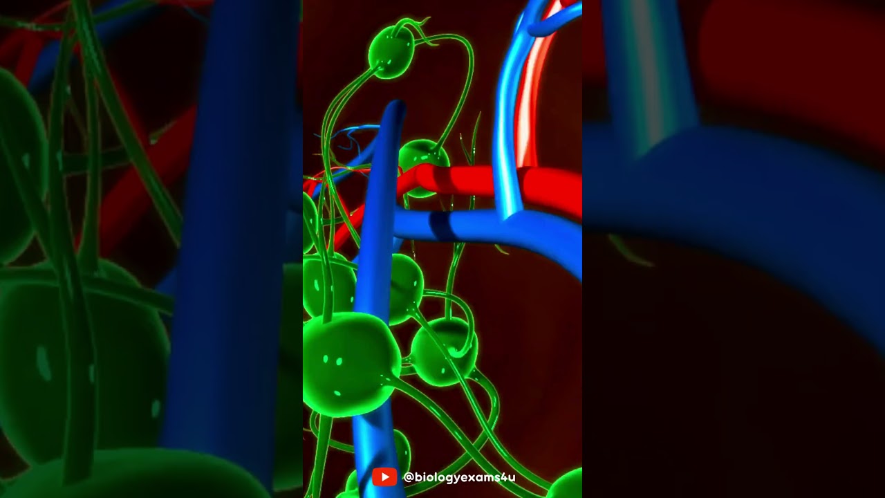 What are Lymph nodes?