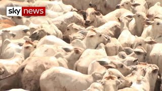 Vegan&#39;s message to the Pope: What would Jesus say about factory farming?