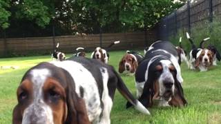 Basset Hounds running in slow motion