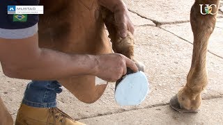 Miniatura do vídeo