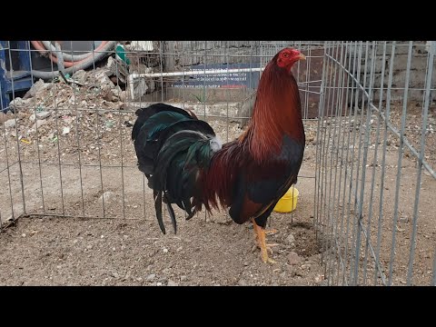 Un Gallo Kelso muy fino, The best Roosters Kelso, RoundHead, Sweater