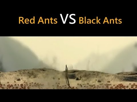 red ants vs black ants war in bahulai war