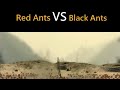 Red Ants Vs Black Ants War In Bahulai War