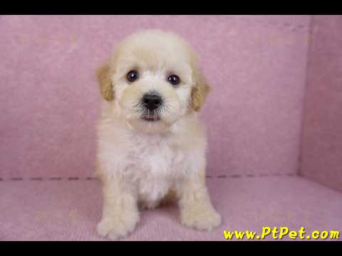 09/23泰迪比熊母幼犬(高雄鳳山)