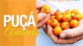 Miniatura do vídeo
