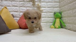 ハーフ犬の動画01