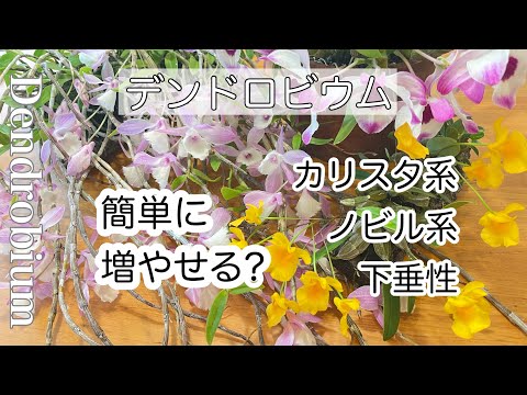 開花の発達を決定する竹蘭の場所を維持する方法