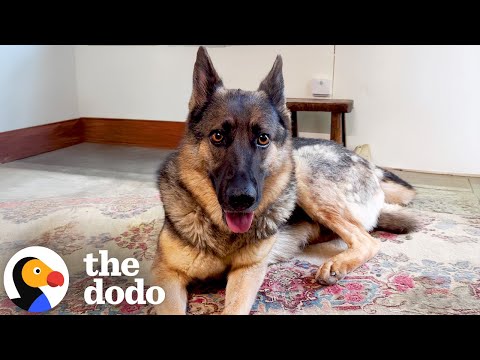 Police Respond to 'Aggressive' German Shepherd - But They Never Expected This | The Dodo