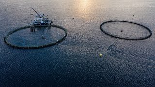 Investing in Norway’s fish farming to provide sustainable food for a growing population