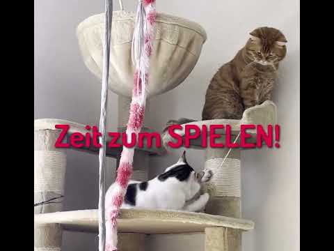 Katzenhilfe Karlsruhe e.V. - (Update) Svenni sucht kein Zuhause mehr