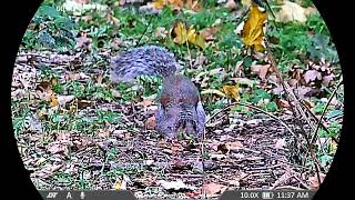 Thermnight 335R DNT Optics #thermnight #multispectral #nightvision #thermalimaging