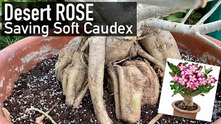 Adenium Desert Rose Root Rot : How to Save It Now?