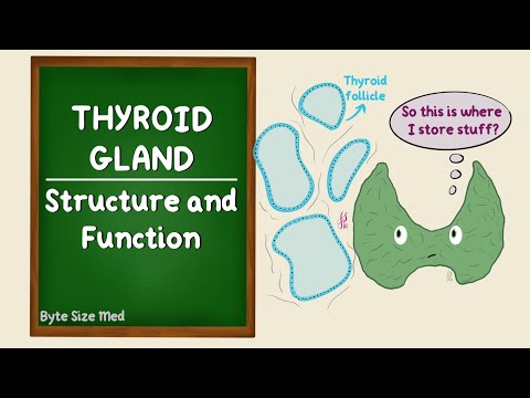 Thyroid Gland Structure | Histology | Thyroid hormone function | Functional histology | Endocrine