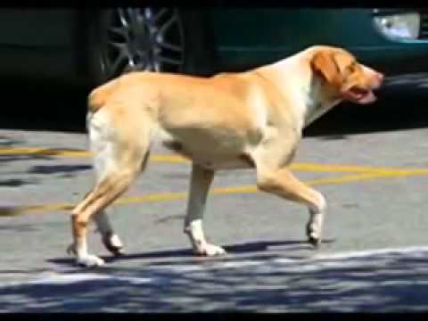 El diario de un perro  valoralo  metete en su papel