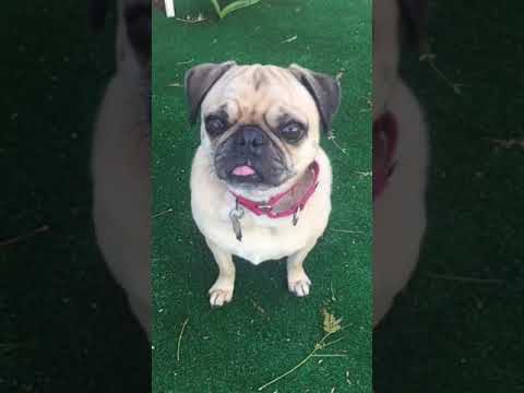 Luna, an adopted Pug in Santa Monica, CA_image-1