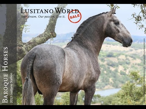 **SOLD** | Typical Young Stallion (REF#045)