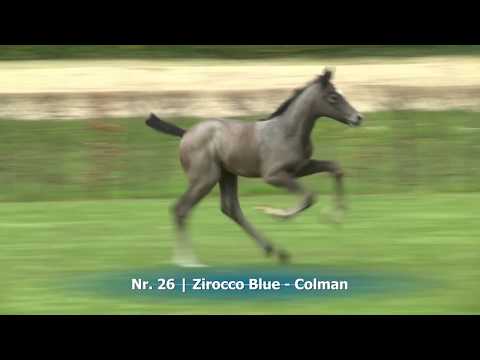 Nr. 26 | Stutfohlen v. Zirocco Blue - Colman
