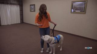 SDWR Training Excited Lunging