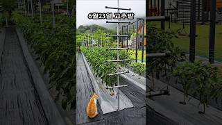 [6월<b class="sch_word">2</b>3일 고추밭] //// 텃밭농사ㆍ고추농사ㆍ고추재배