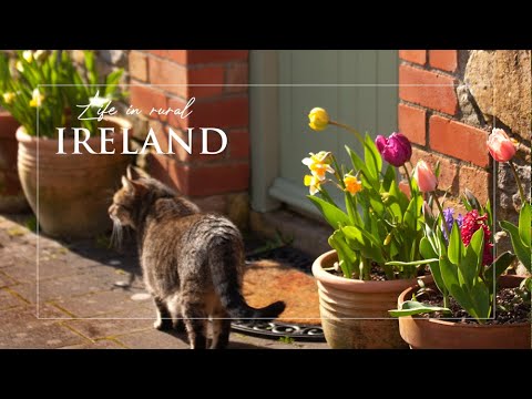 Christmas in Ireland | Cosy Winter Vlog | Best Cookie Recipe | Artists Studio | Slow Living