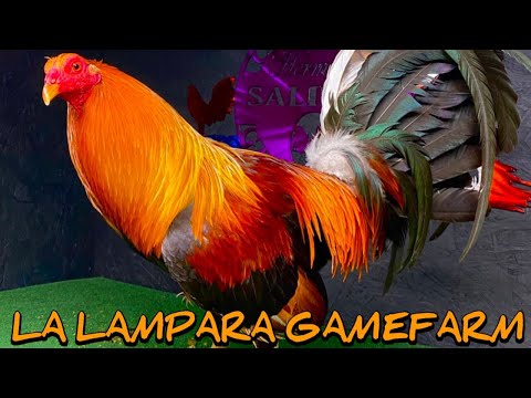 Sweater Clement Grey Kelso - LA LAMPARA FARM