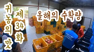 [귀농의 맛]사과운반, 선별, 올해의 수확량