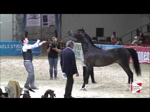 N.51 MARIUS MADONNA K.A. - Wels 2016 - Colts 3 years old (Class 6)