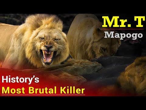 Notorious Lion Mr. T Mapogo | The Most Ruthless Lion To Ever Rule In The African Bush