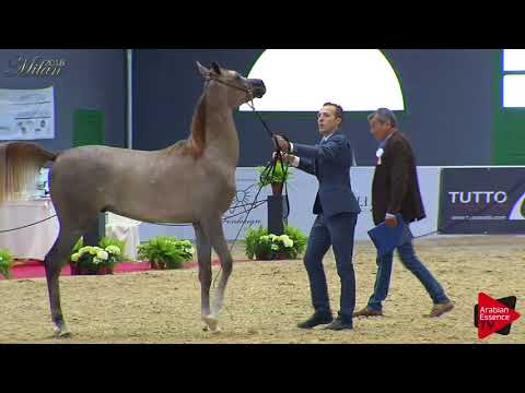N.35 SHADDAD ALBIDAYER - Milan 2018 - Yearling Colts (Class 4A)