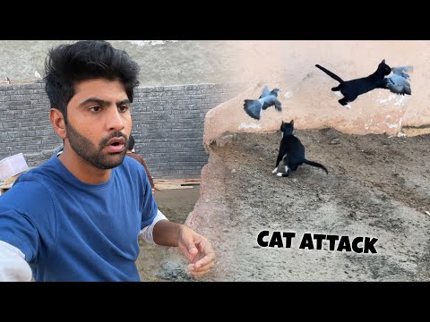 Cat attacked our pigeon 😱