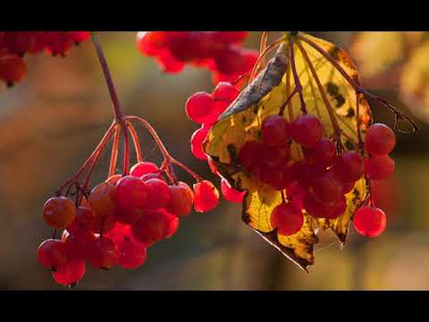 ВИА "Рапсодия" - Осенняя песня