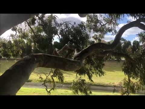 INELUL de Ben Todica, versuri din M Eminescu, M Ilie, I Bota si C Afrasinei