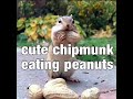 Cute Chipmunk Eating Peanuts