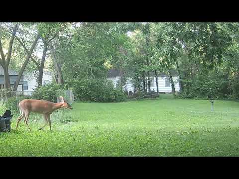 Deer Wanders Through