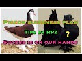 PIGEON BUISSNESS PLAN TAMIL PIGEON GROWING PLAN PURA VALARPU