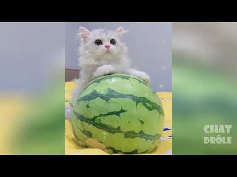 Essayer De Ne Pas Rire ✪ Vidéo De Chat À Mourir De Rire #246