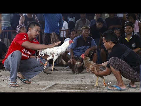 Gladiators with feathers and beaks