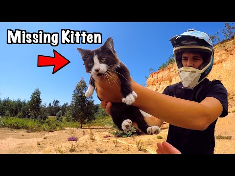Found Missing Kitten In The Desert (Alone and Hungry) *HAPPY ENDING*