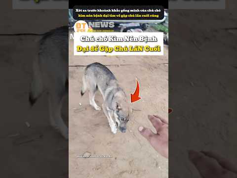 Chú chó Kìm Nén Bệnh Dại để Gặp Chủ Lần Cuối