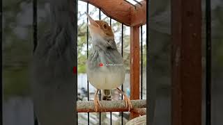 Download lagu PRENJAK BETINA NGETIR PANJANG. Shorts# mp3