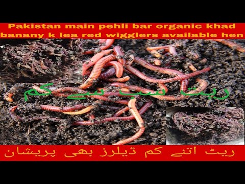 Red wiggler juvenile worm ball | vermicompost and worms  are now available for sell in Pakistan.. ..