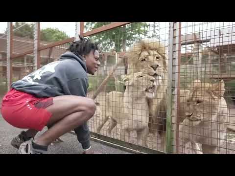 Speed barks at lion 💀 #speedylive