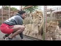 Speed Barks At Lion Speedylive