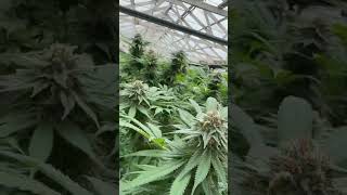 OG kush fresh 💨💨💨⛽