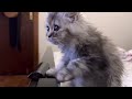 MY LITTLE KITTEN NANA IS SO CUTE