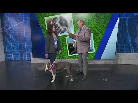 Adopt-A-Pet: Blue Island Stray Dog Project - YouTube